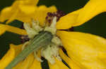 Oldfield sneezeweed